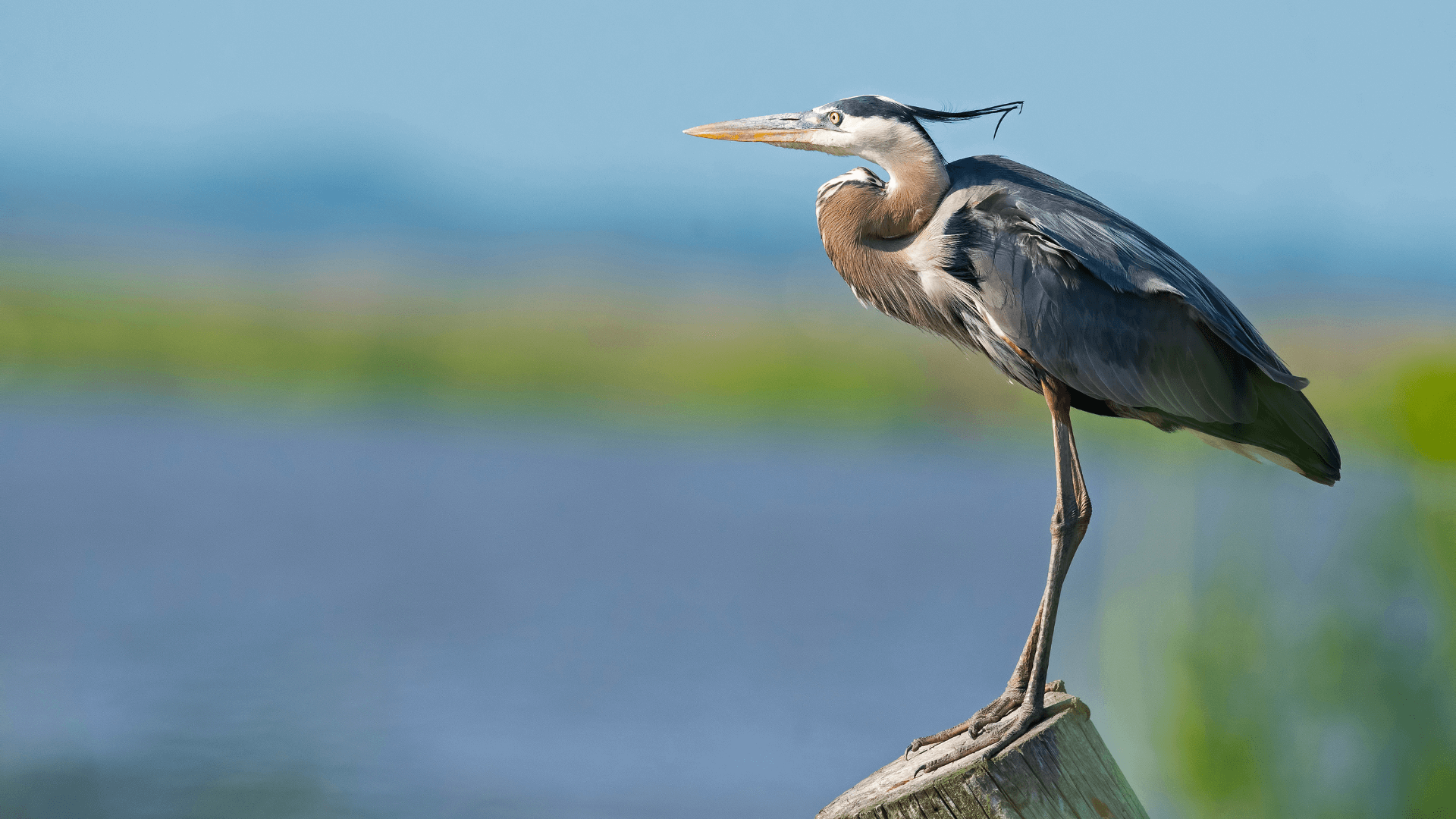 Powsin - bliskość natury